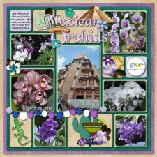 Mexican-Orchids-web.jpg