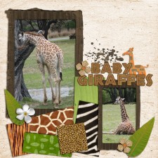 HJW-giraffes-brittdes_AK.jpg